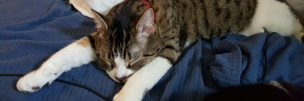 AsparagusKitty1 Profile Banner