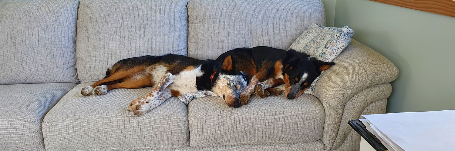 Simply Rob. No $8 blue check. banner