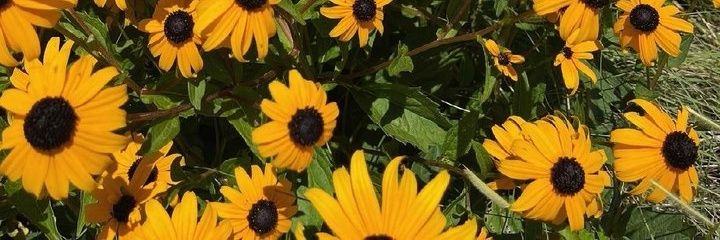 Jaroismar's profile banner image