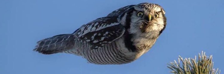 CMolco's profile banner image