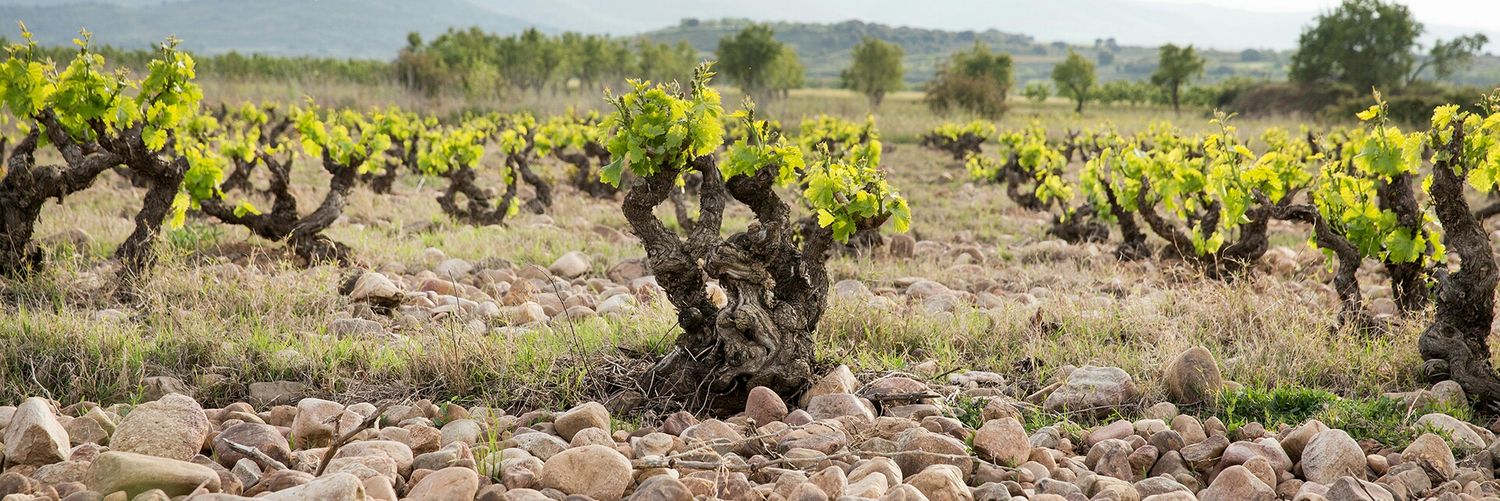bodegasderioja's profile banner image