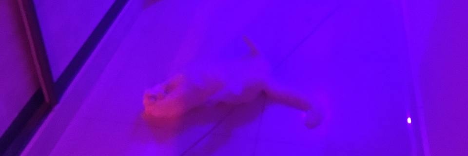 bambivoid's profile banner image