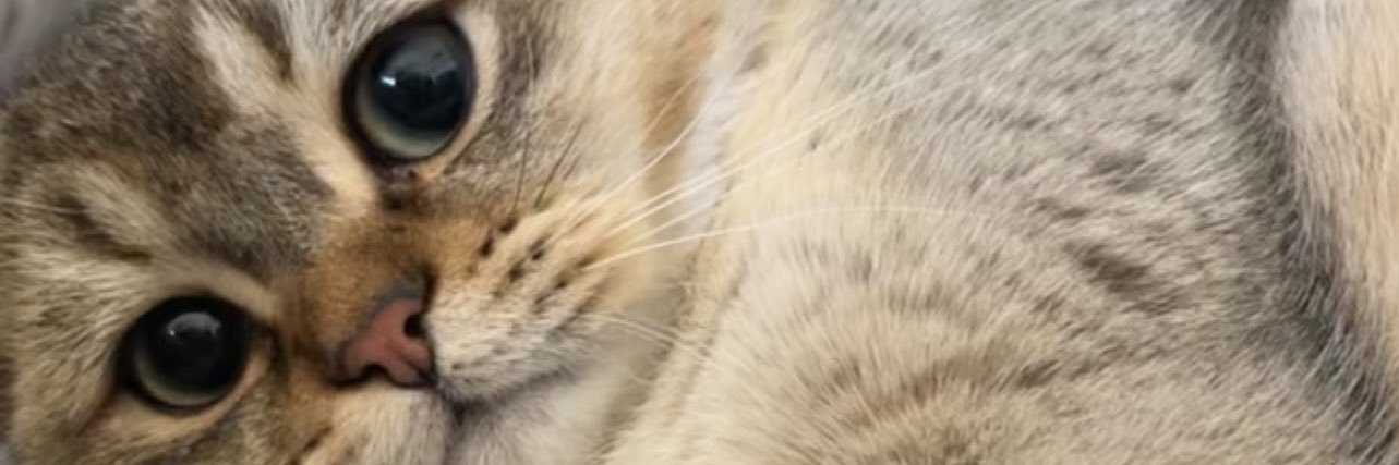 alooaalbather's profile banner image