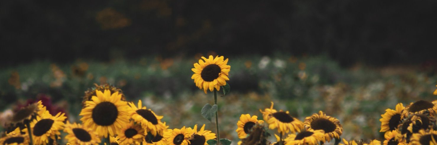 Jiaaadin's profile banner image