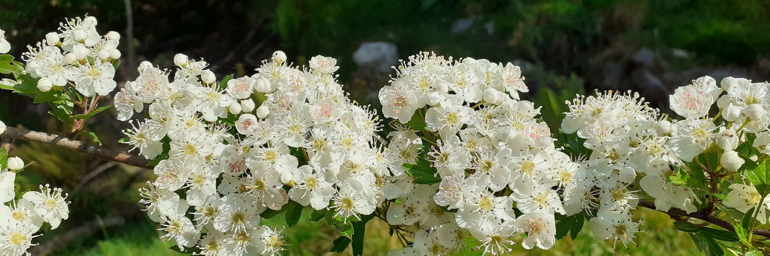 Sharon Thompson banner