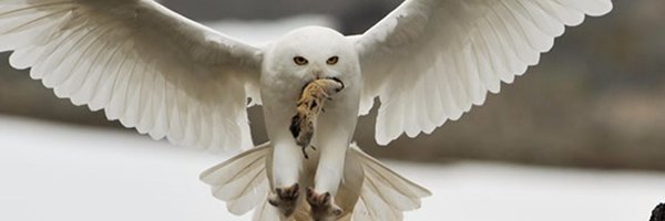 _MattHarris_ Profile Banner
