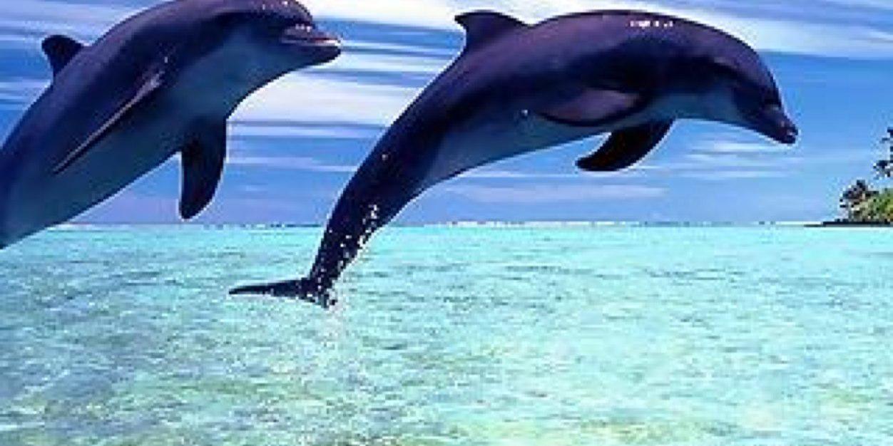 dolphinlvrr's profile banner image
