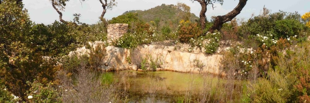 Camille Desjonquères banner