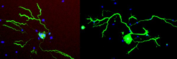 LerchLab Profile Banner
