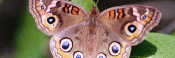 jeffrey_mmarcus Profile Banner