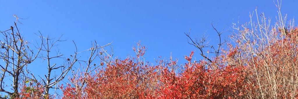 hham（はむ） banner