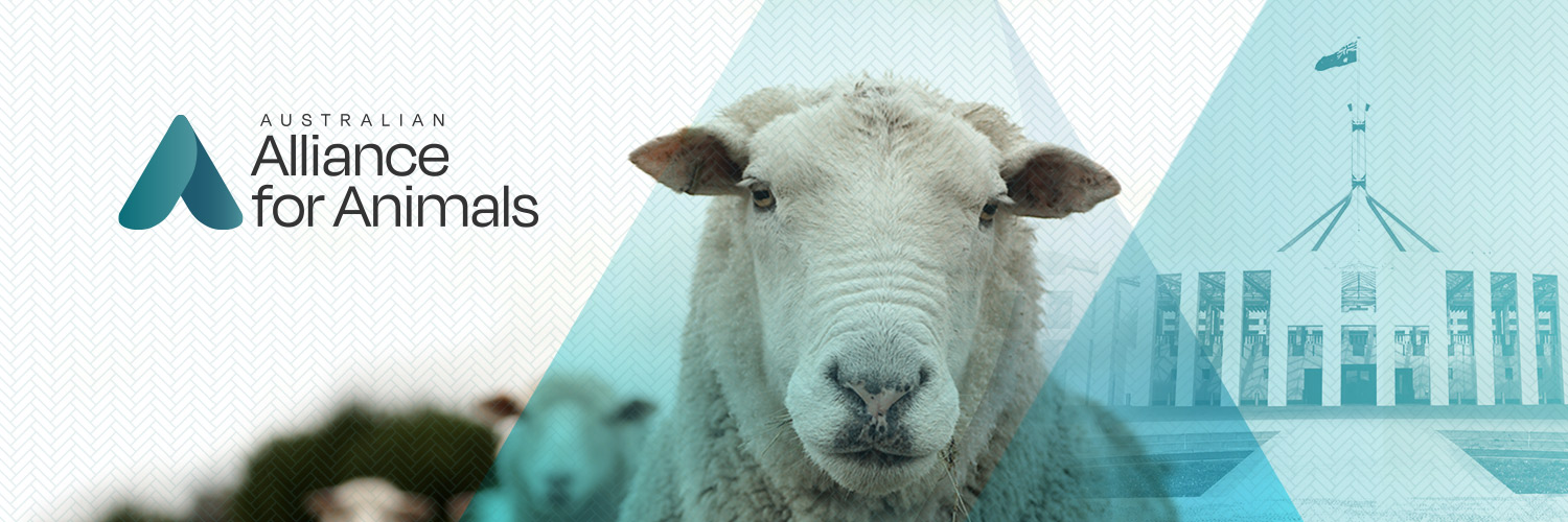 Jed Goodfellow banner