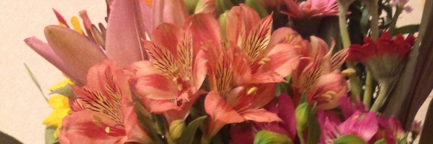 megu（フォロバ🫧） banner