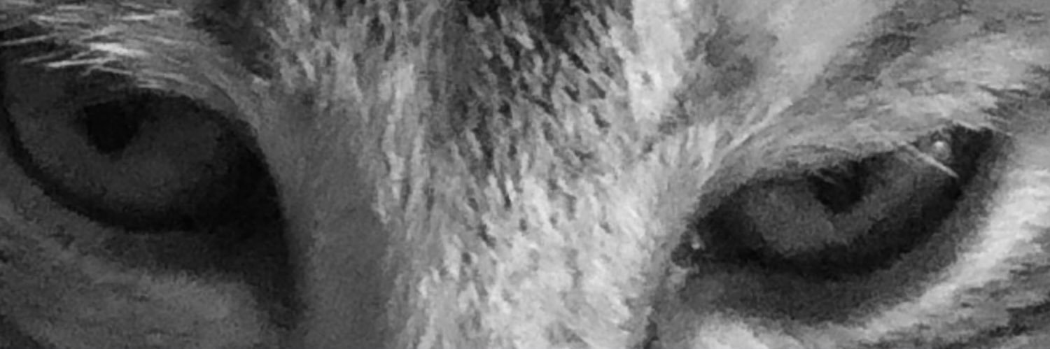 llorrainefabros's profile banner image