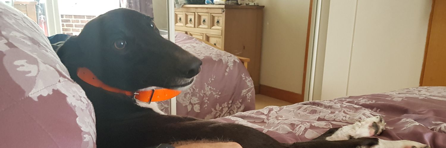 sean oconnor .  SAFC. banner