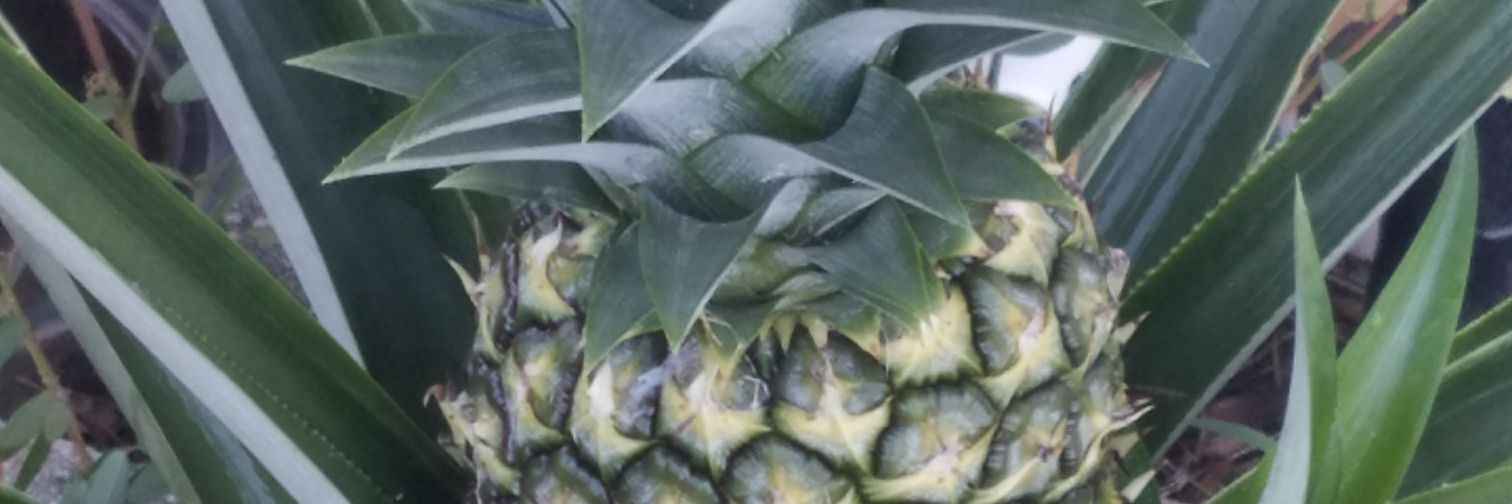 Karen Mitchell banner