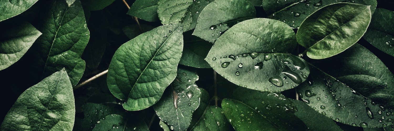 José Paternina banner