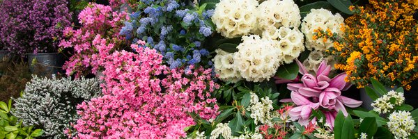 CwllGardenSoc Profile Banner