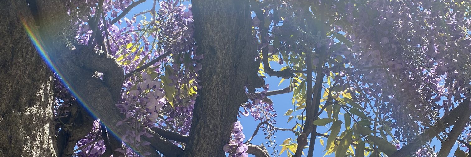 こむぎすん banner