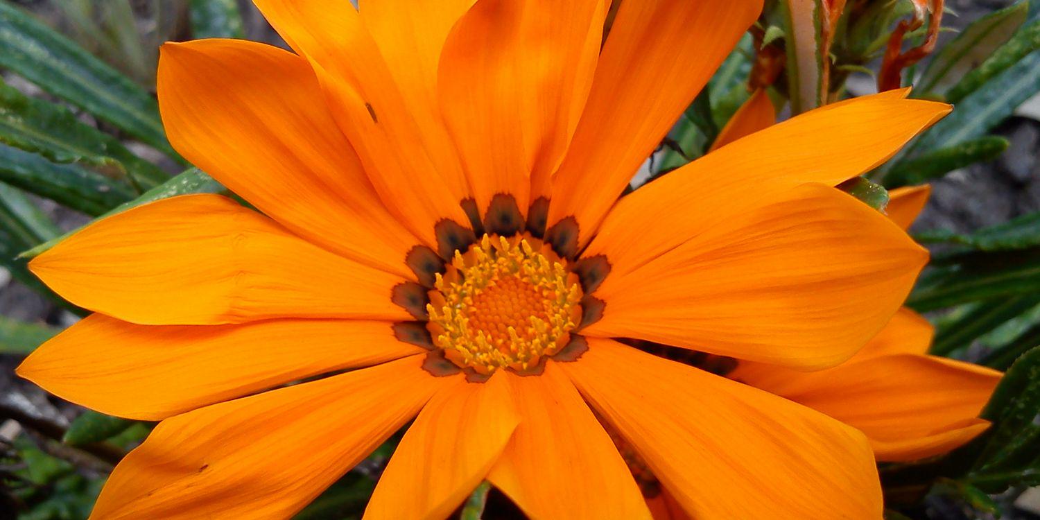 Piconsita's profile banner image