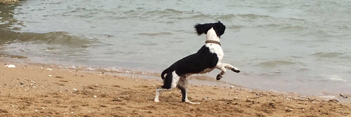 nealedmo's profile banner image