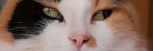 Schnubbel1969 Profile Banner