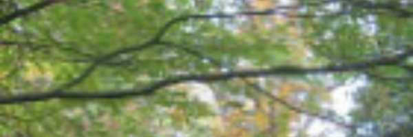 PrimaryTreeSurg Profile Banner