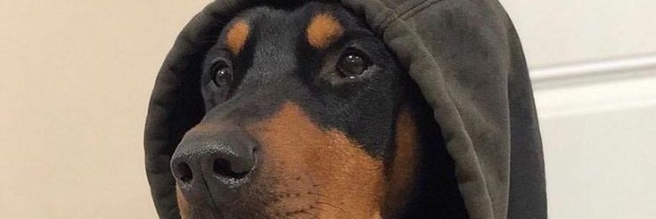 XRxthx's profile banner image