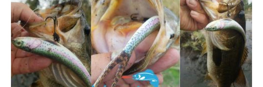 SuperstitiousFisher banner