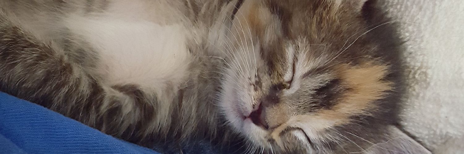 Dianne B Martin banner