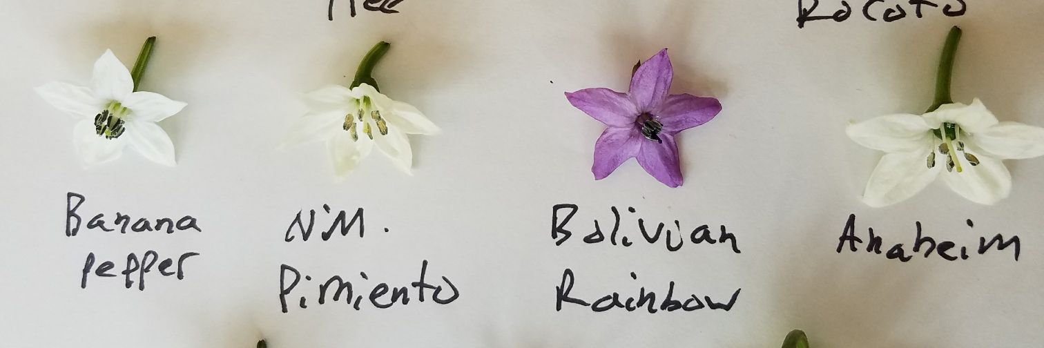 ChaoticGenetics banner