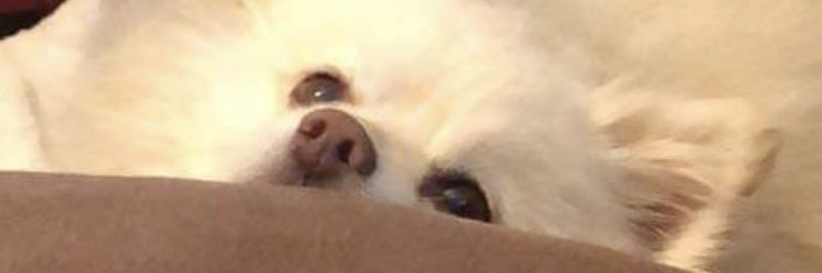 Fey Paz they/them banner