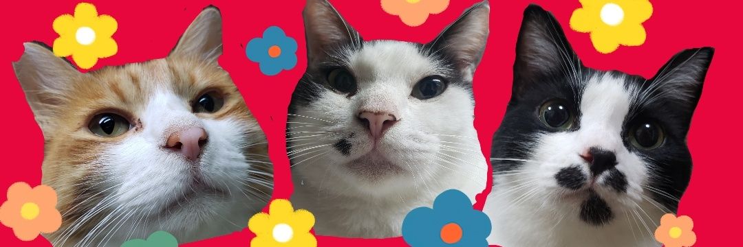 1029Roko's profile banner image
