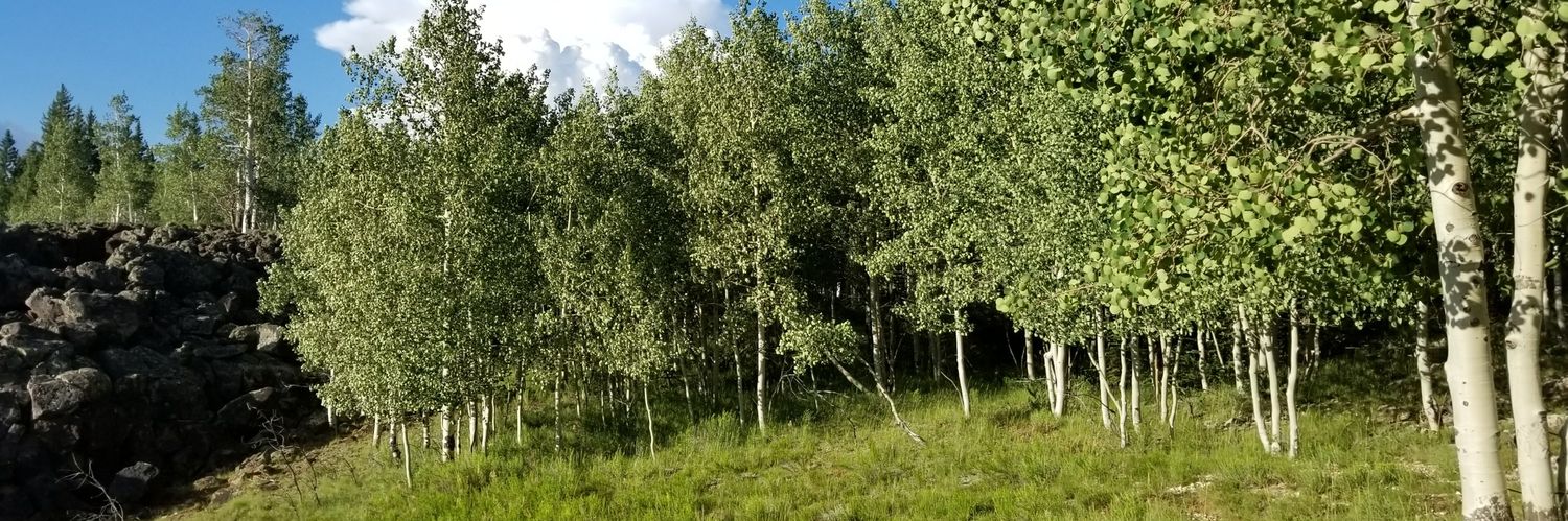 Jennifer Leonard banner