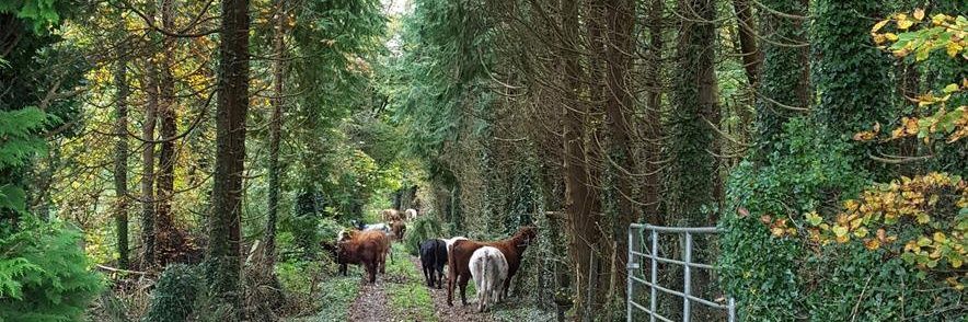 Majella O'Dea banner
