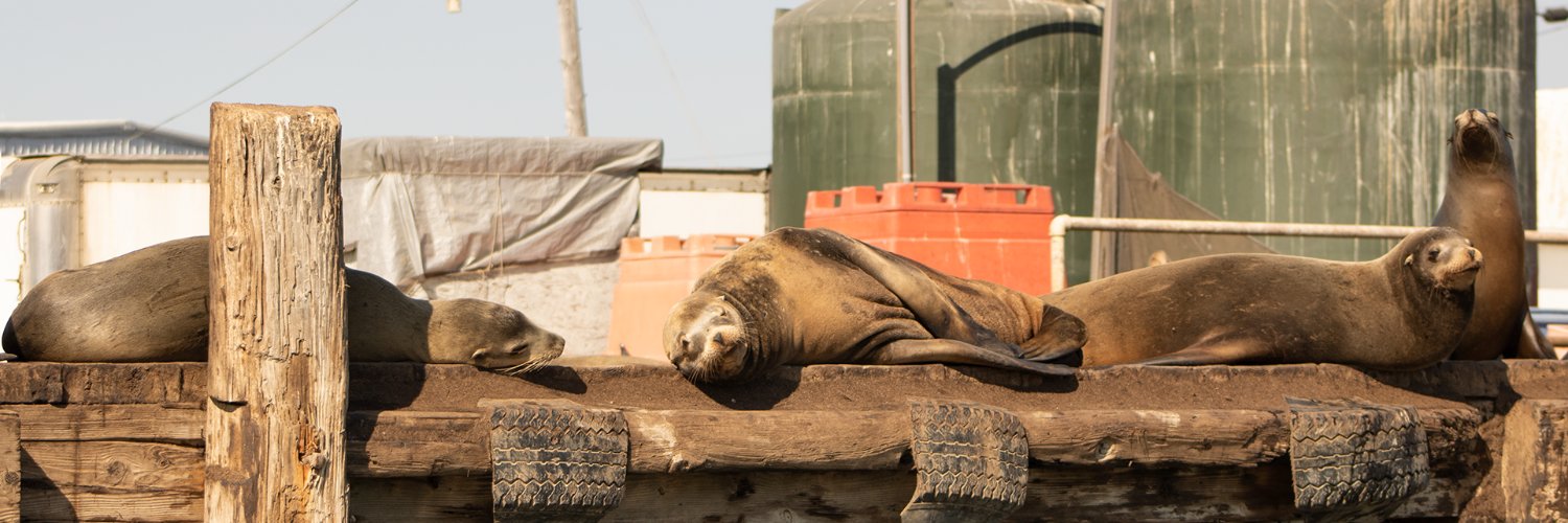 ForsakenStars's profile banner image