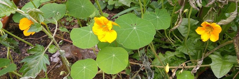 Broadway SocEnt banner