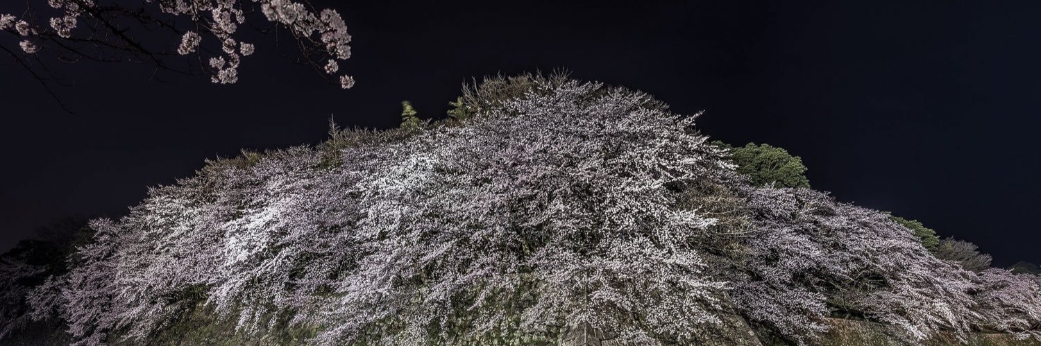 MacyamiTenore's profile banner image