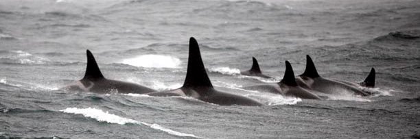 OᖇᑕᗩGIᖇᒪ🐬 banner