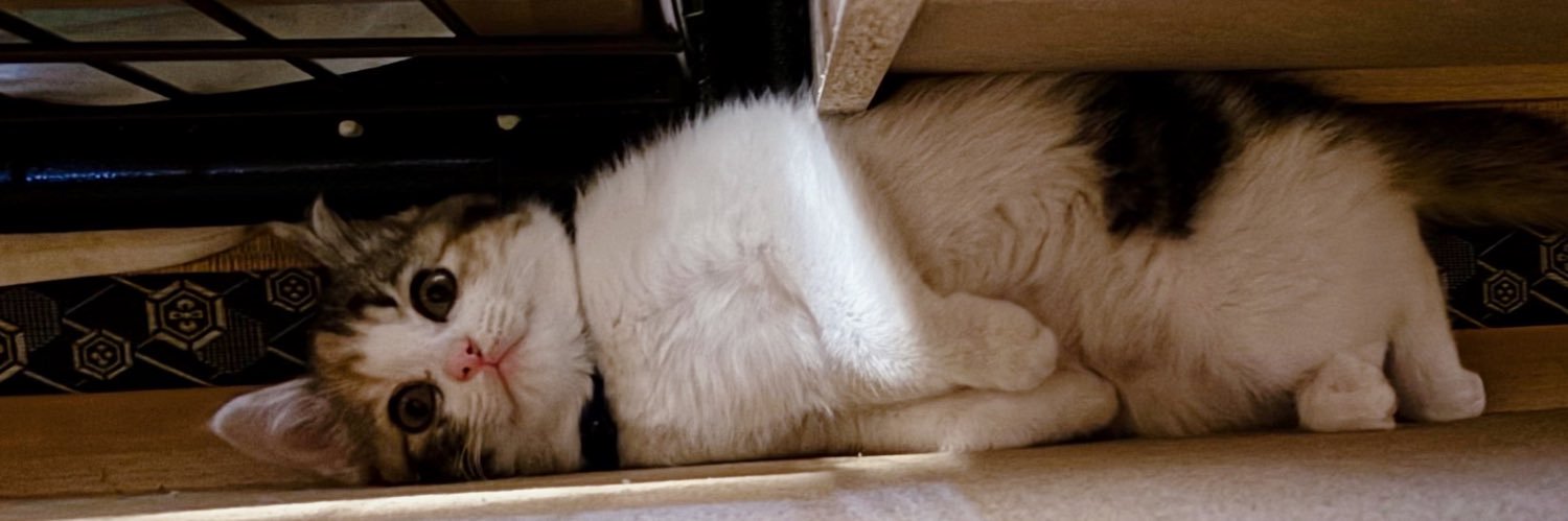 ちゃんchee💡 banner