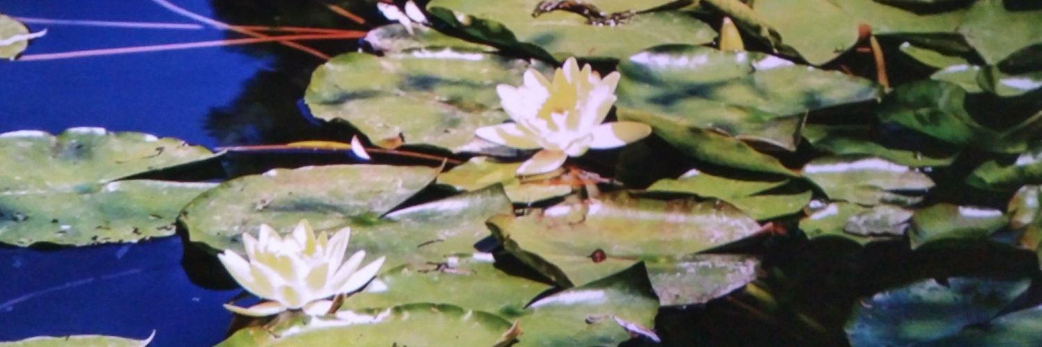 lauramarucelli's profile banner image