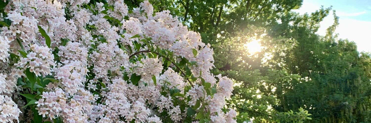 Laura Neilick banner