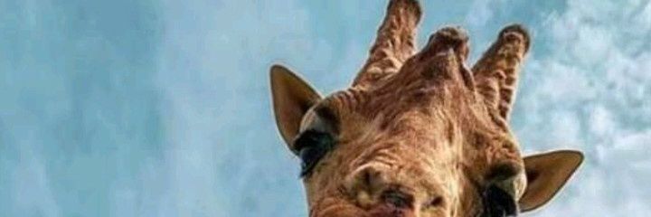 malacaradg's profile banner image
