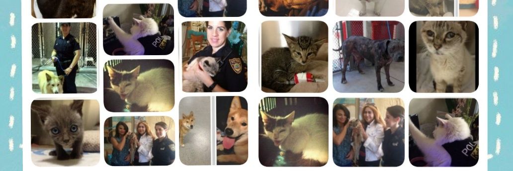 Miami Beach Animal Advocates (MBAA) banner