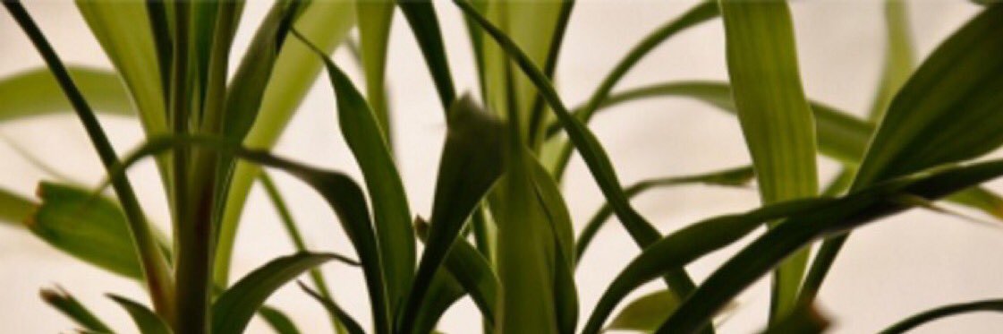 FreigeistHero's profile banner image