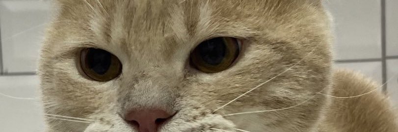 ecocothekiller's profile banner image