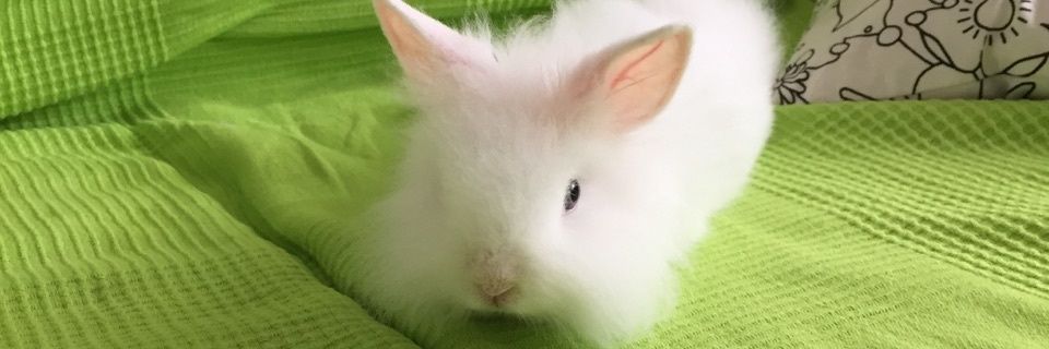 janaminguillon's profile banner image