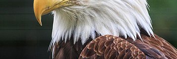 Triade345's profile banner image