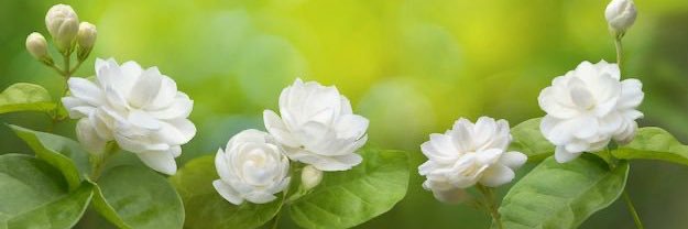 ชาล banner