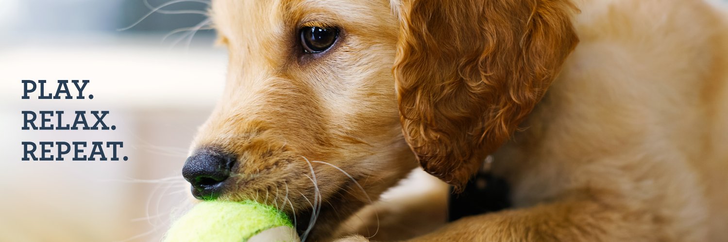 NYDogSpa's profile banner image